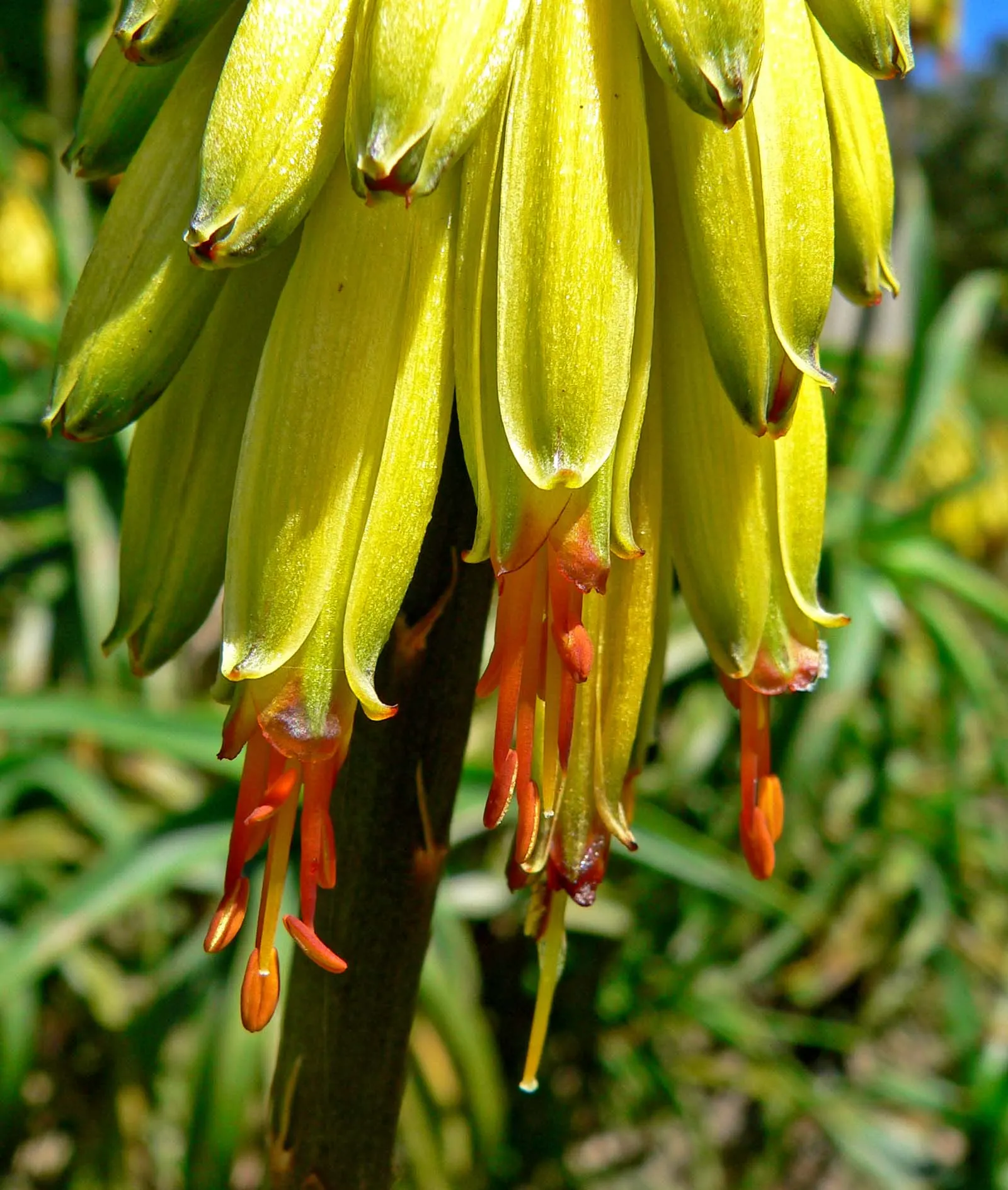 Hardy Aloe (Aloe Striatula) — branched stems that can grow up to 6 feet tall
