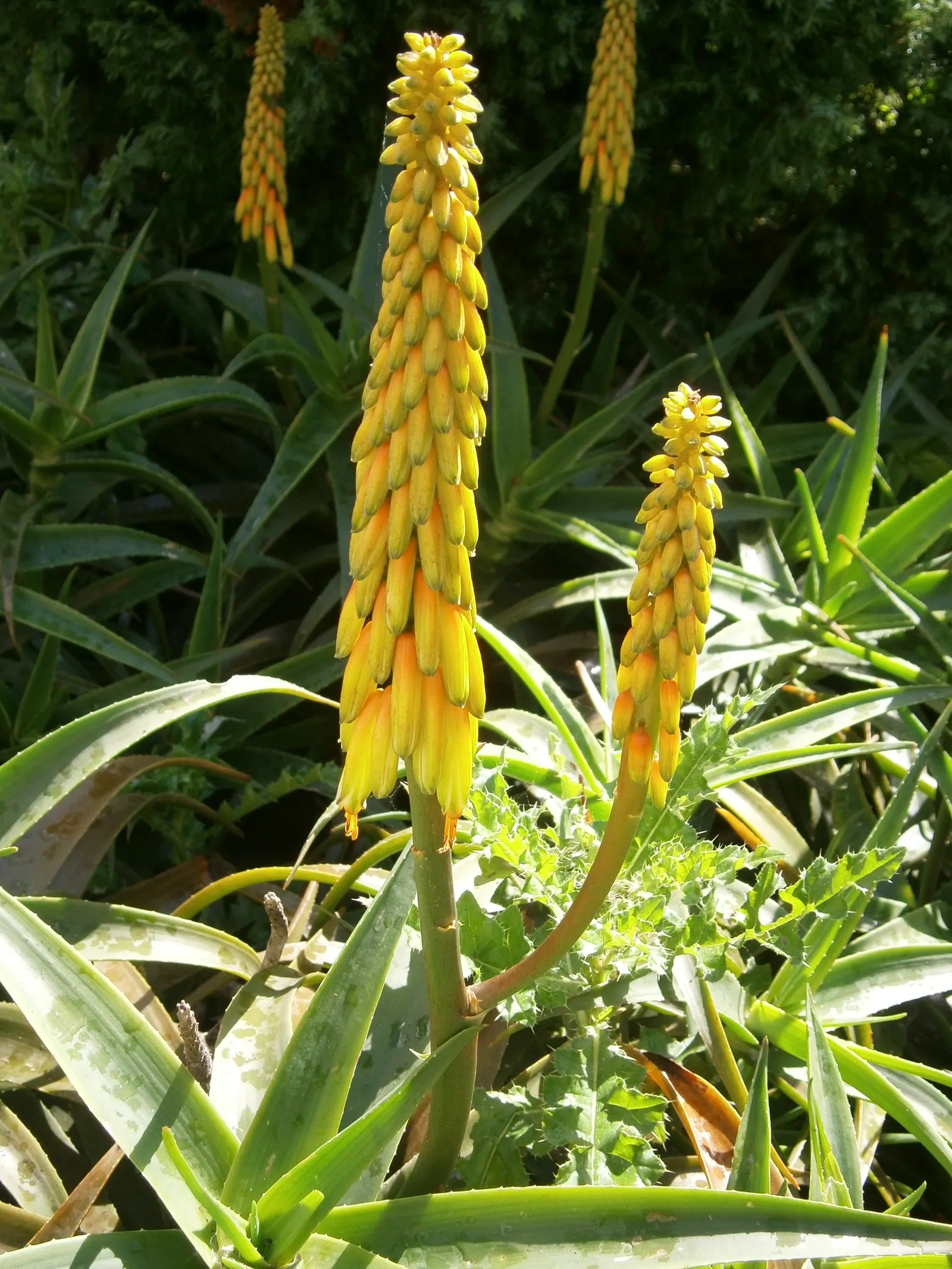 Hardy Aloe (Aloe Striatula) — that are magnets for pollinators such as bees and hummingbirds.<br><br>As a landscape designer