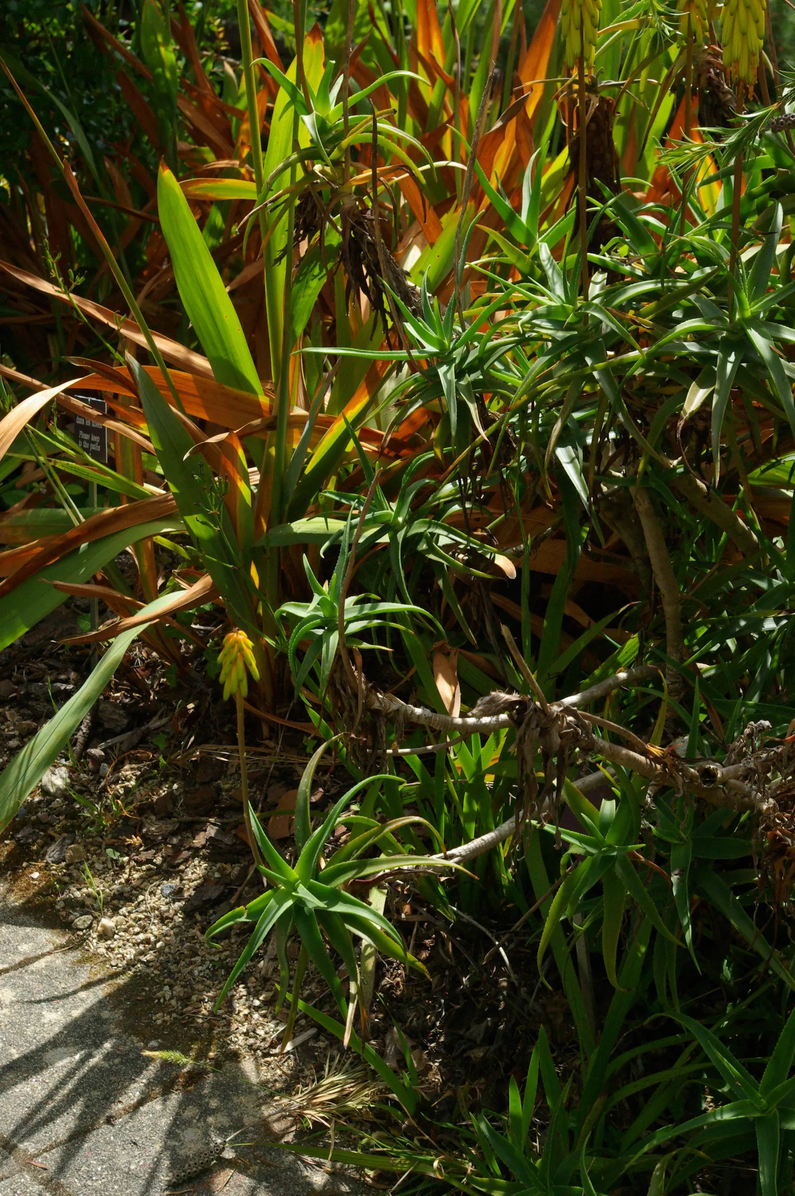 Hardy Aloe (Aloe Striatula) — Suitable for USDA zones 9-11, it thrives in full sun and well-drained soil