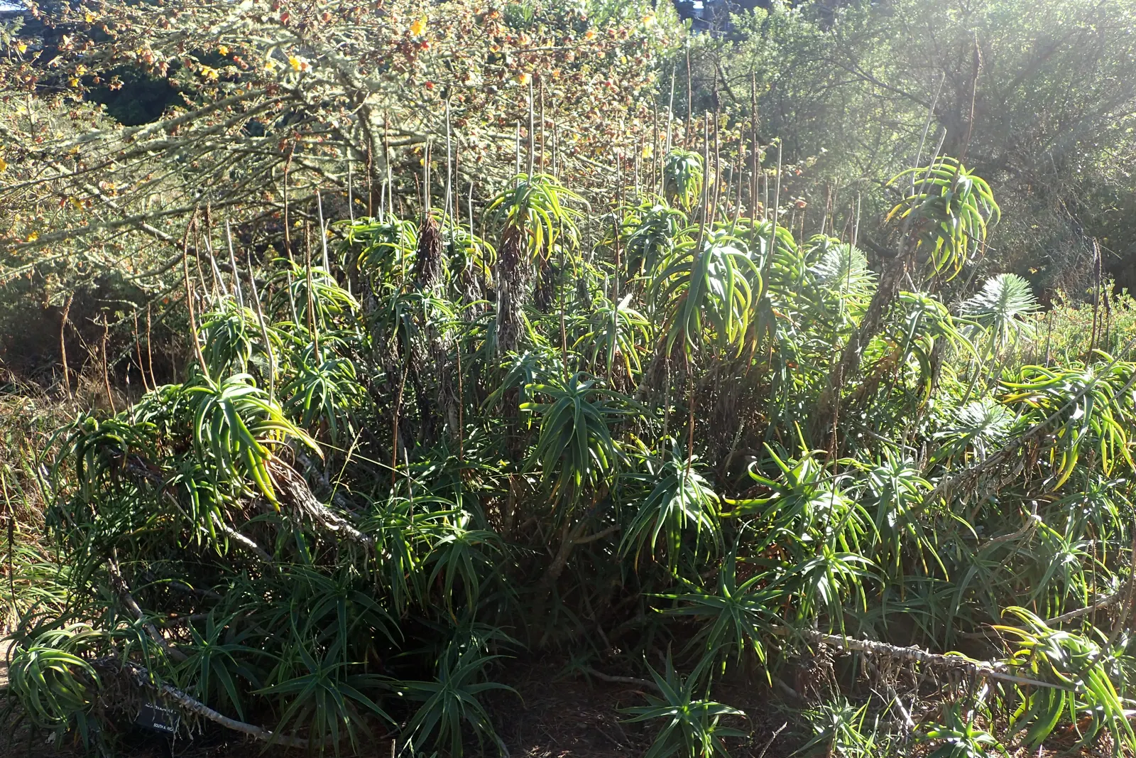 Hardy Aloe (Aloe Striatula) — branched stems that can grow up to 6 feet tall; aloe striatula can reach heights of 3 to 4 feet with an equal spread