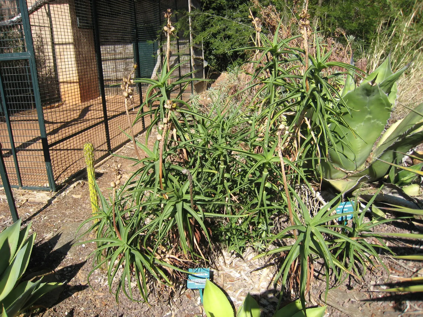 Hardy Aloe (Aloe Striatula) — distinguishing them from the more common toothed aloes.<br><br>From late spring to early summer