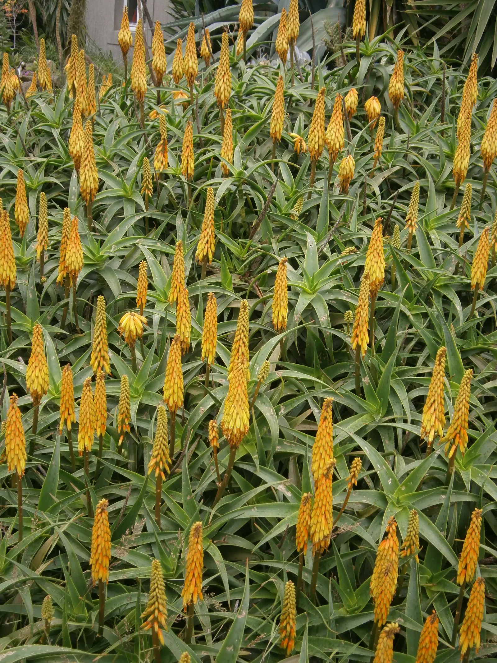 Hardy Aloe (Aloe Striatula) — Suitable for USDA zones 9-11, it thrives in full sun and well-drained soil; succulent with orange and yellow blooms