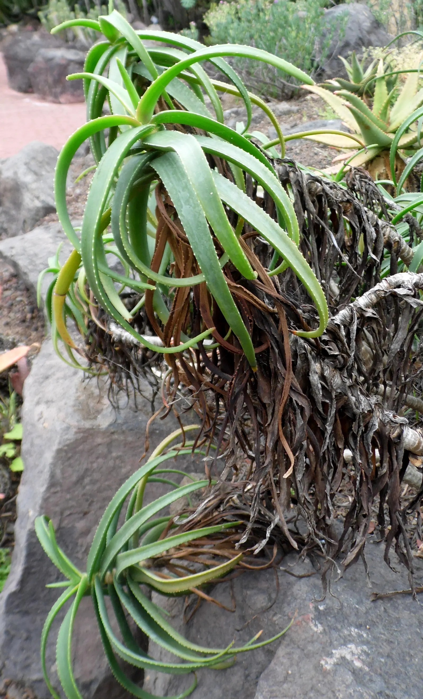 Hardy Aloe (Aloe Striatula) — making it a splendid choice as an informal hedge or accent piece in rockeries