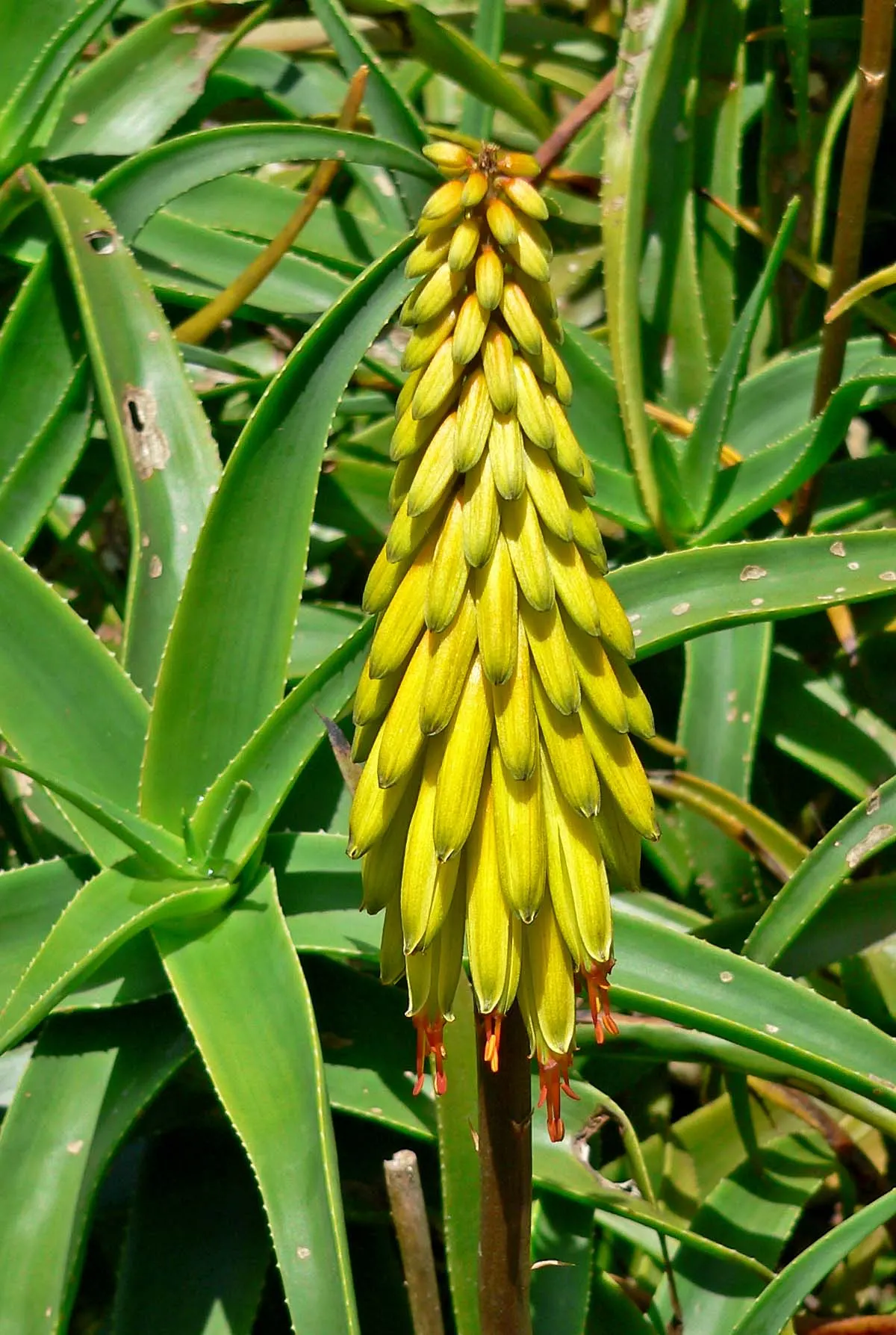 Hardy Aloe (Aloe Striatula) — this evergreen aloe thrives in USDA Hardiness Zones 8 through 11
