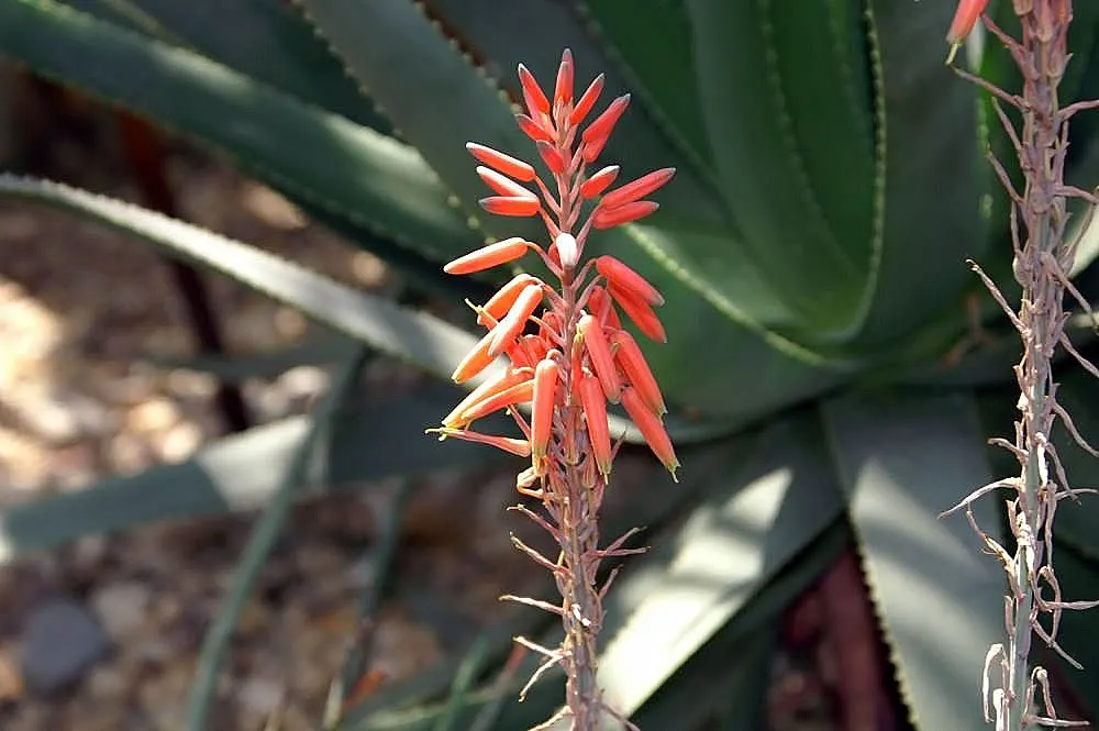 Hardy Aloe (Aloe Striatula) — succulent for full or half or shade
