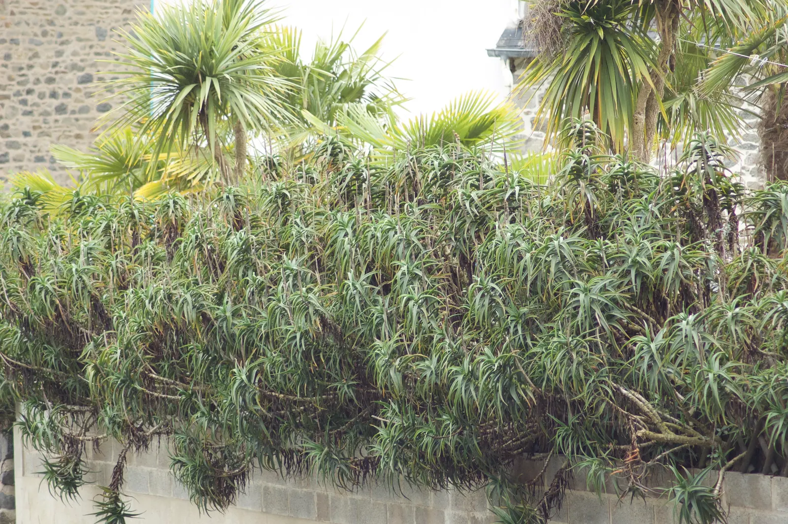 Hardy Aloe (Aloe Striatula) — it's excellent for adding a vertical element and exotic flair to xeriscapes and rock gardens; its architectural form features