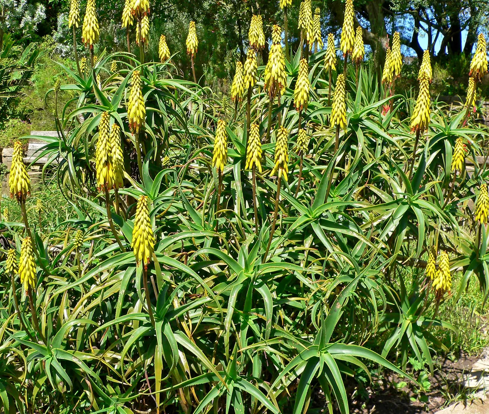 Hardy Aloe (Aloe Striatula) — ideally within full sun to partial shade locations