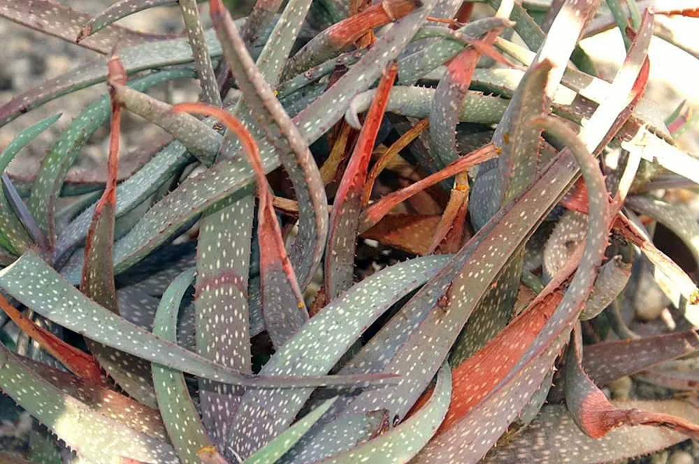 Hardy Aloe (Aloe Striatula) — Its green, lance-shaped leaves are accented by yellow-orange tubular flowers in early summer; each flower spike carries tubular