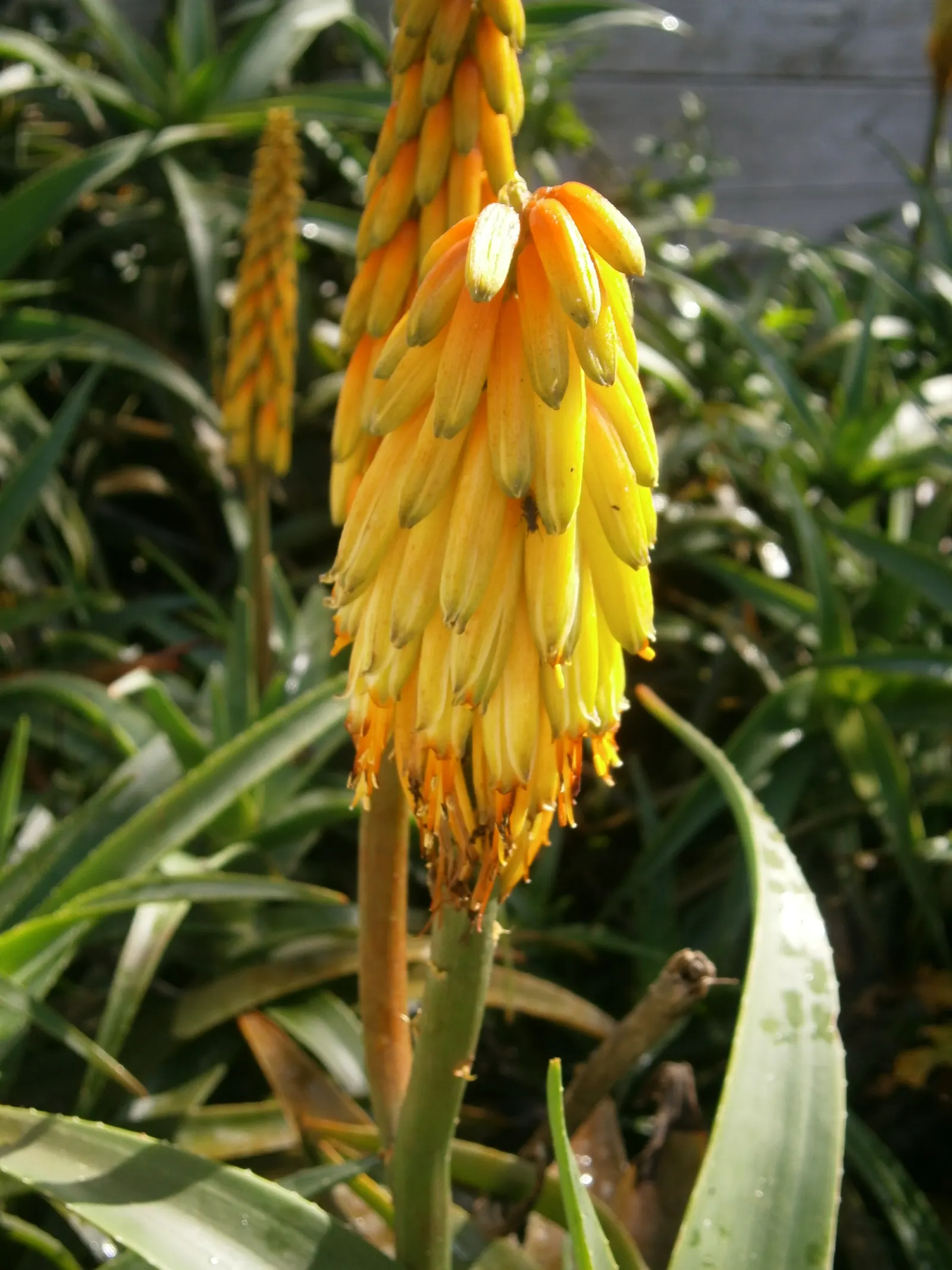Hardy Aloe (Aloe Striatula) — Hardy Aloe (Aloe striatula) is a resilient succulent featuring dense; suitable for USDA zones 9-11, it thrives in full sun and