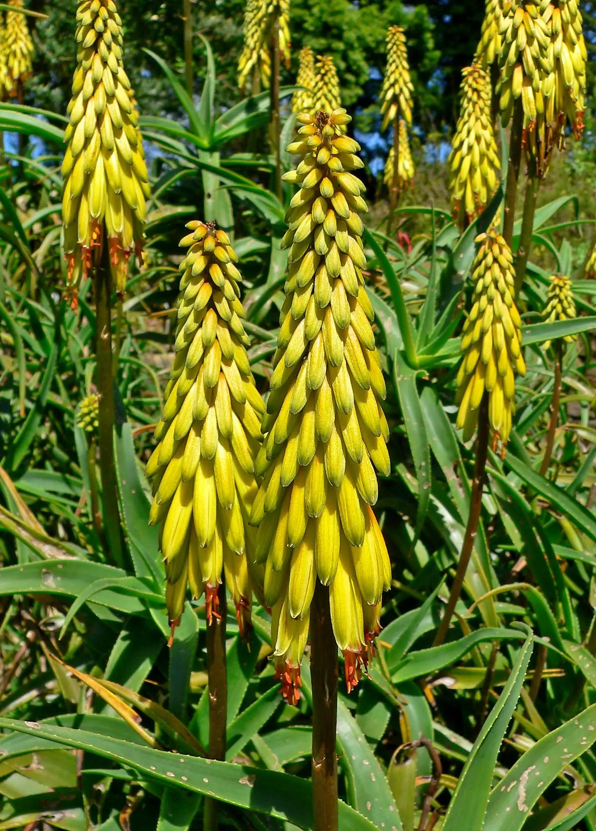Hardy Aloe (Aloe Striatula) — With a low-maintenance profile and drought tolerance; it's excellent for adding a vertical element and exotic flair to xeriscapes