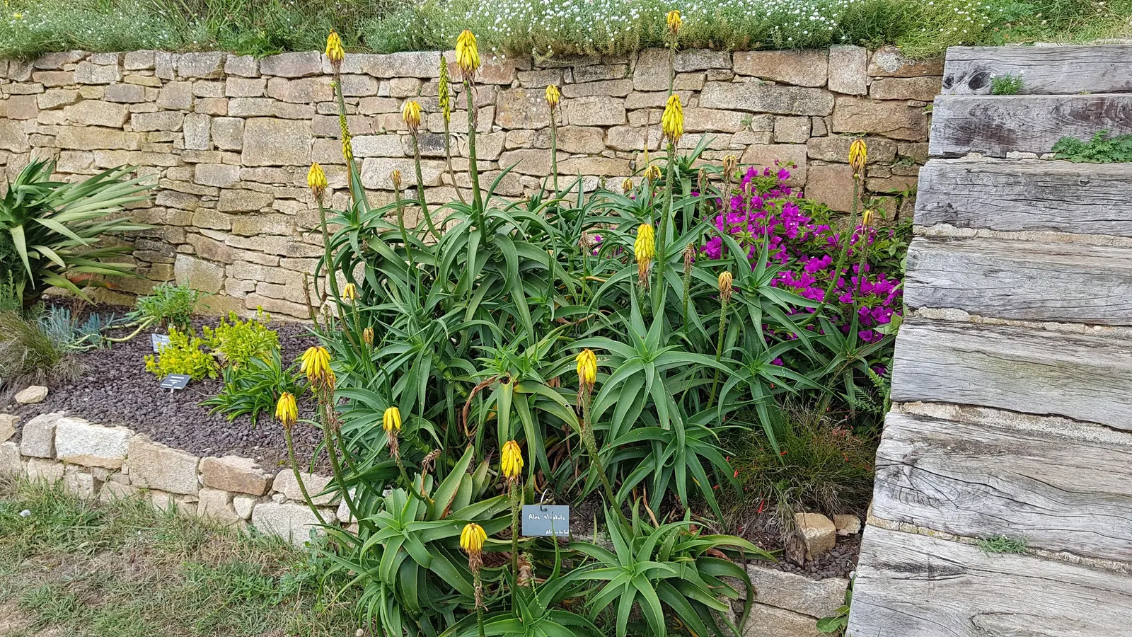 Hardy Aloe (Aloe Striatula) — the plant boasts spectacular inflorescences that rise above the foliage