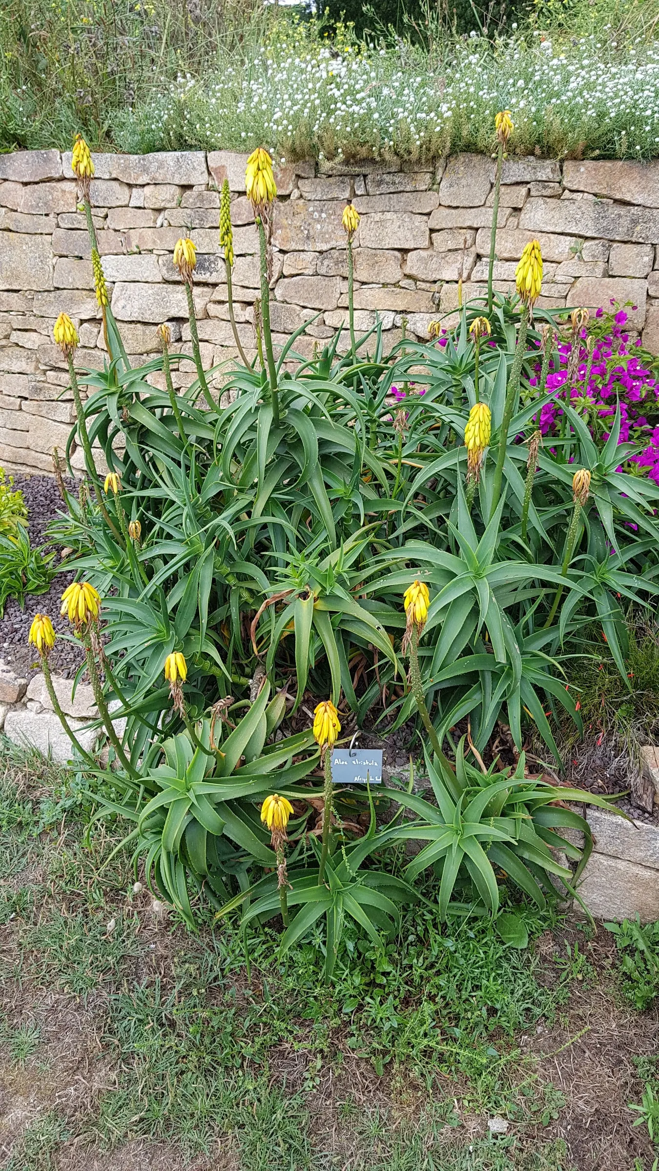 Hardy Aloe (Aloe Striatula) — It is drought tolerant once established