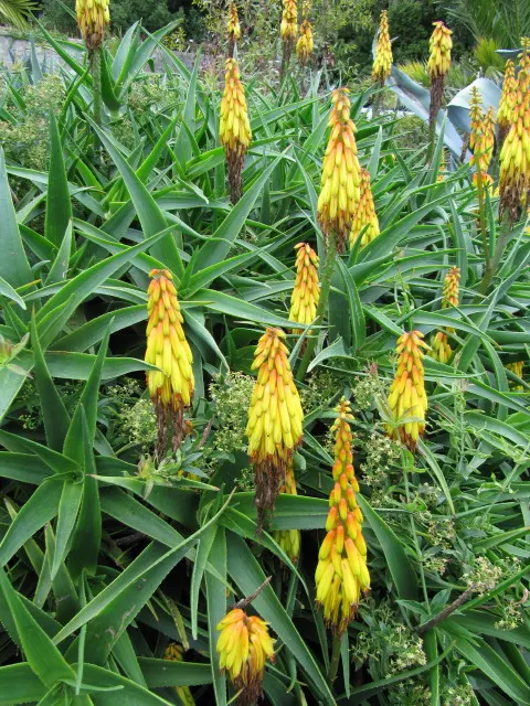 Hardy Aloe (Aloe Striatula) — Edges of these succulent leaves are smooth