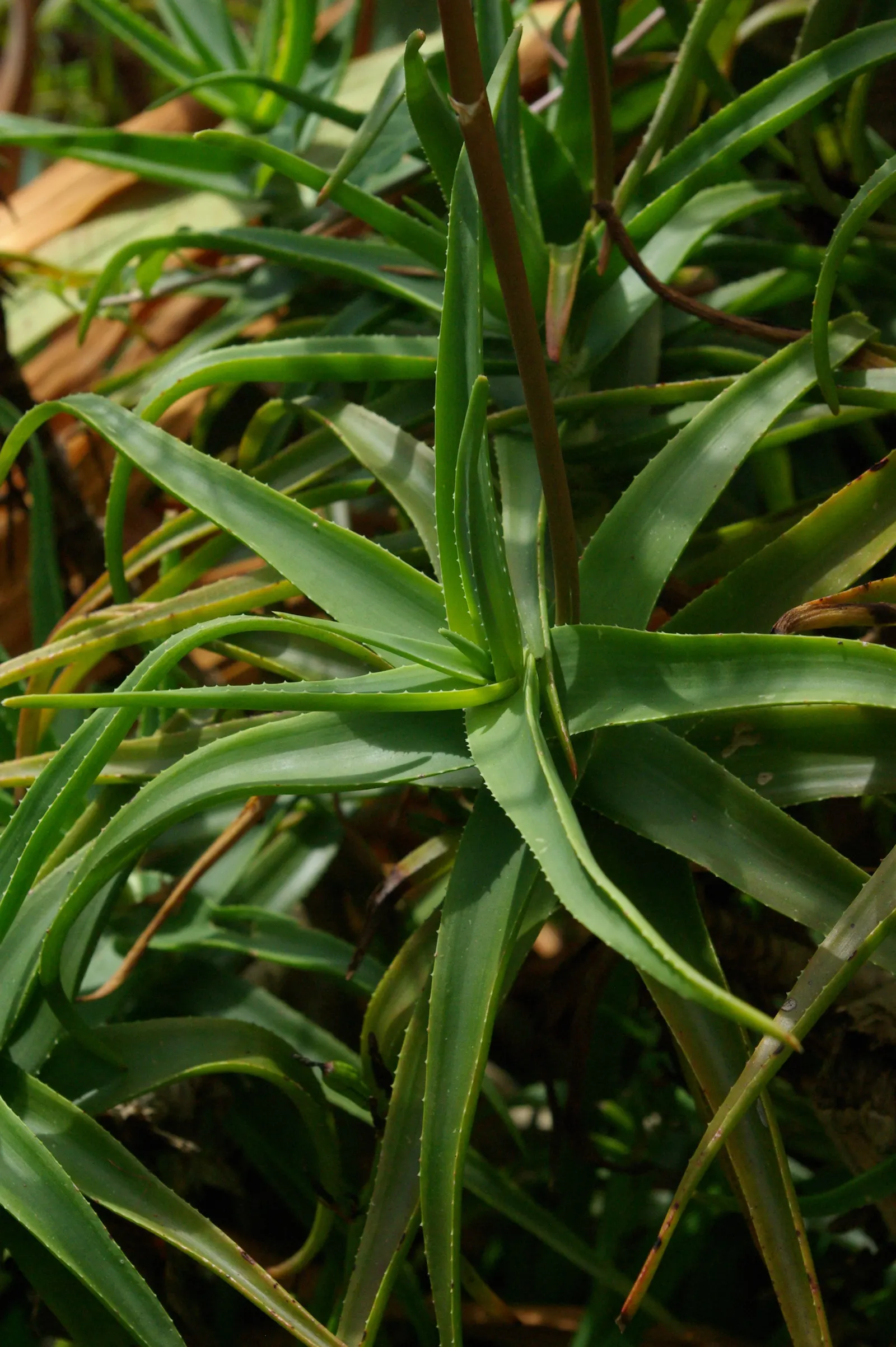 Hardy Aloe (Aloe Striatula) — it's excellent for adding a vertical element and exotic flair to xeriscapes and rock gardens