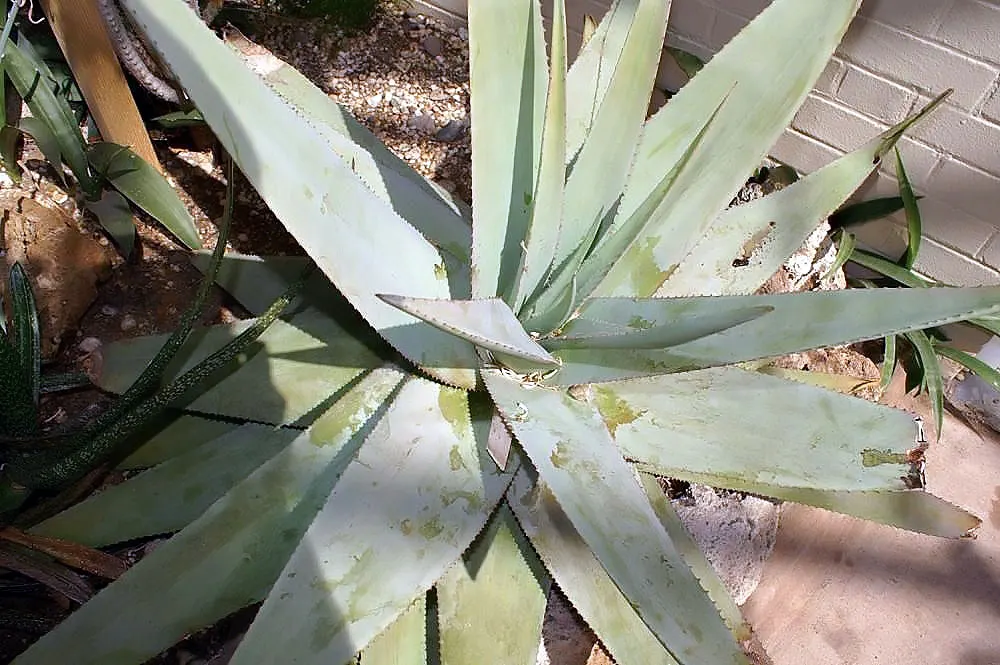 Hardy Aloe (Aloe Striatula) — orange and yellow flowers in the garden