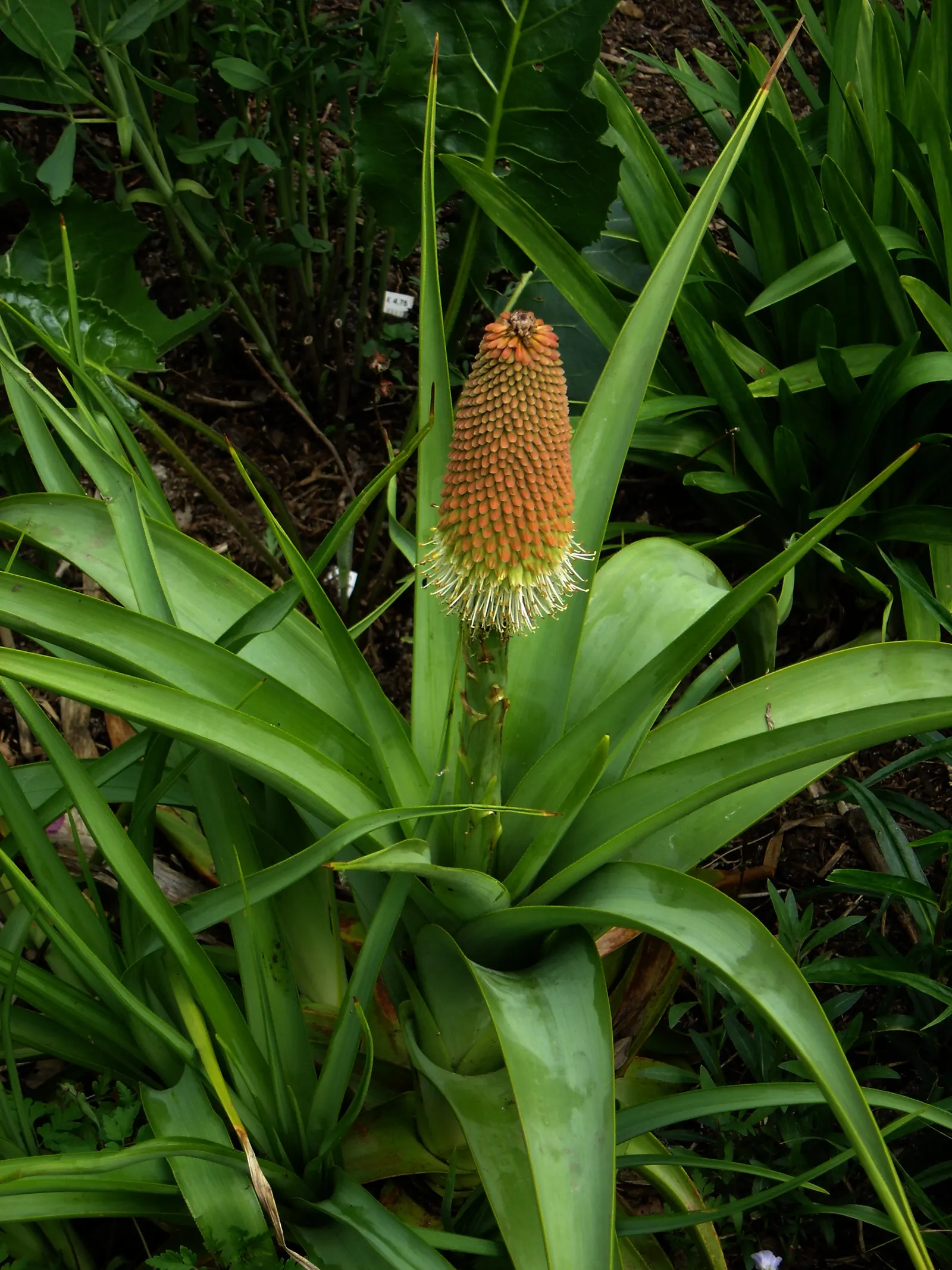 Hardy Aloe (Aloe Striatula) — With a low-maintenance profile and drought tolerance