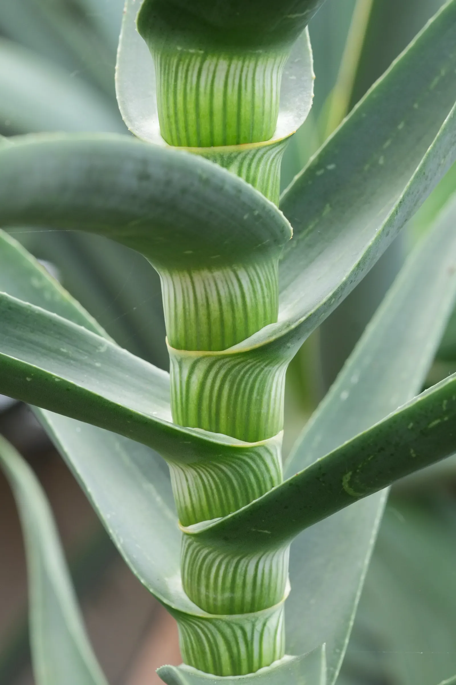 Hardy Aloe (Aloe Striatula) — consider incorporating Aloe striatula in well-drained soils