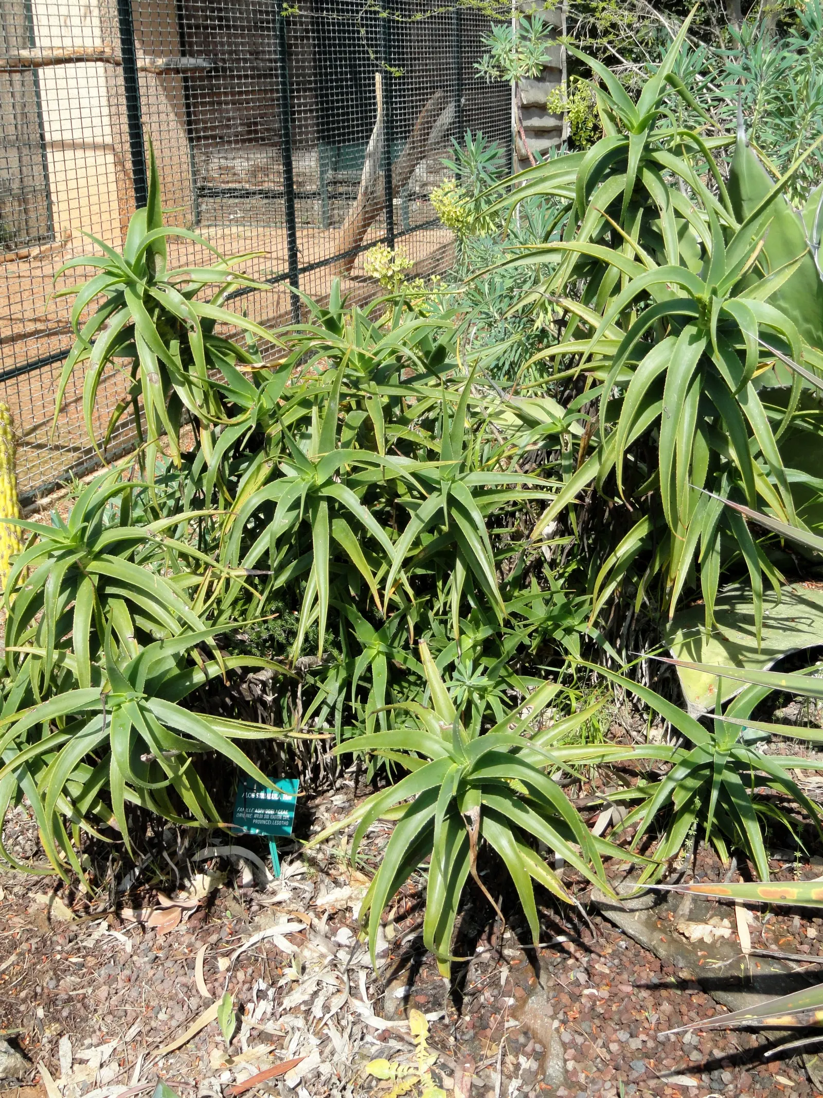 Hardy Aloe (Aloe Striatula) — Hardy Aloe (Aloe striatula) is a resilient succulent featuring dense