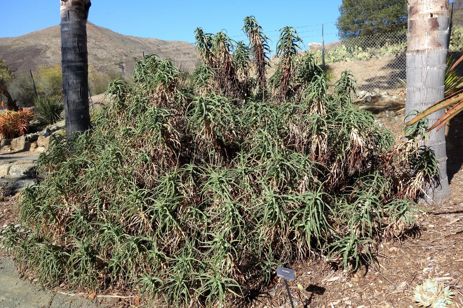 Hardy Aloe (Aloe Striatula) — Indigenous to the Eastern Cape of South Africa