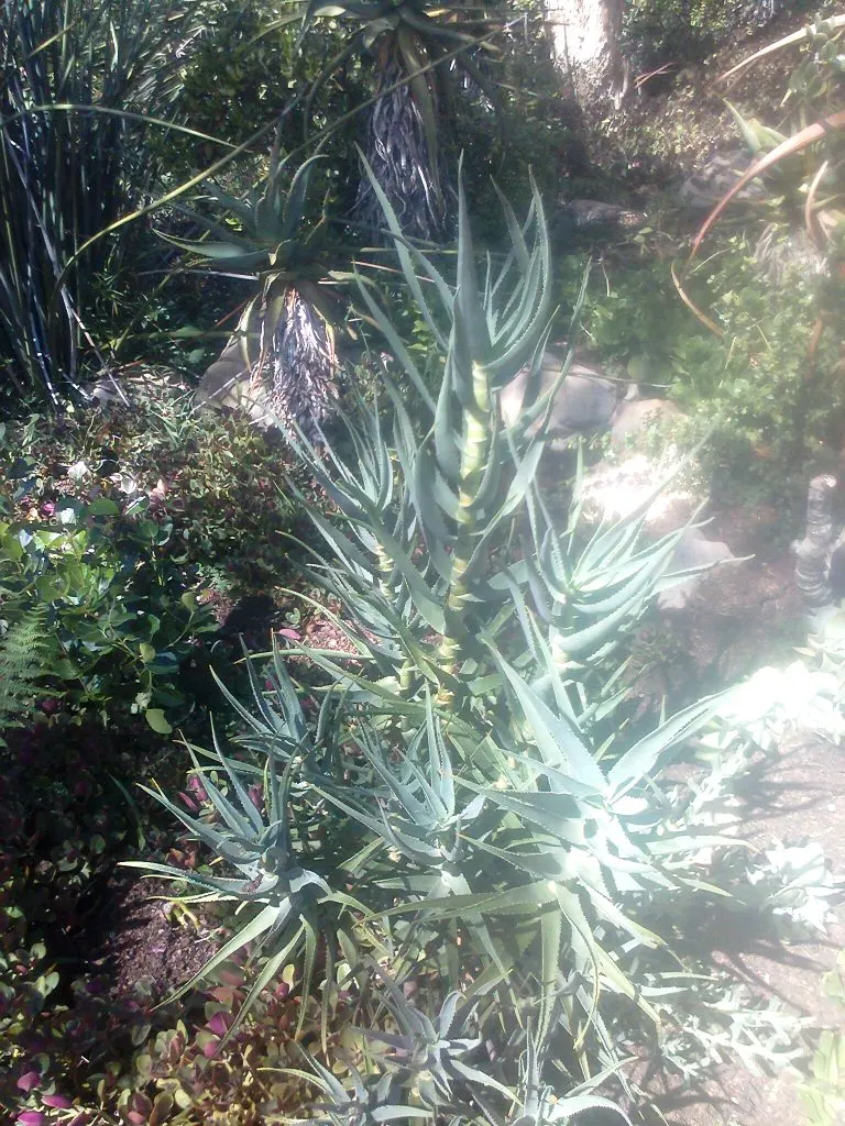 Hardy Aloe (Aloe Striatula) — is a robust and attractive succulent