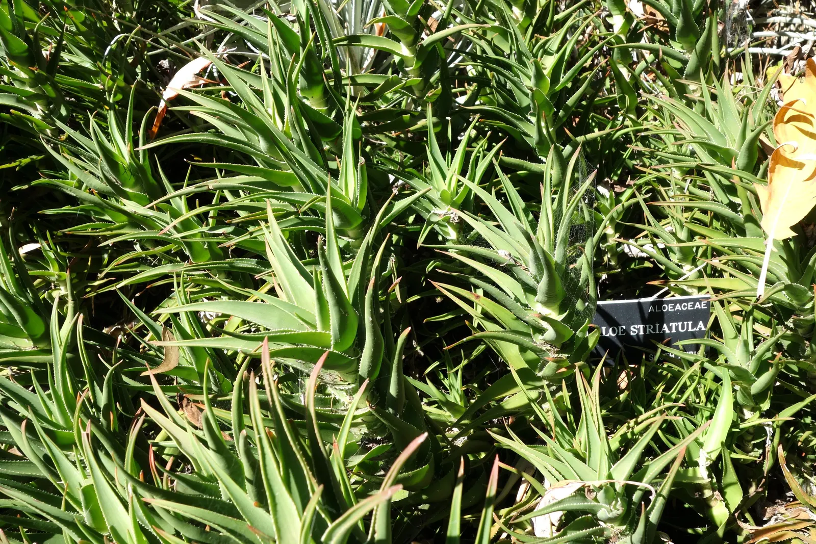 Hardy Aloe (Aloe Striatula) — Its green, lance-shaped leaves are accented by yellow-orange tubular flowers in early summer
