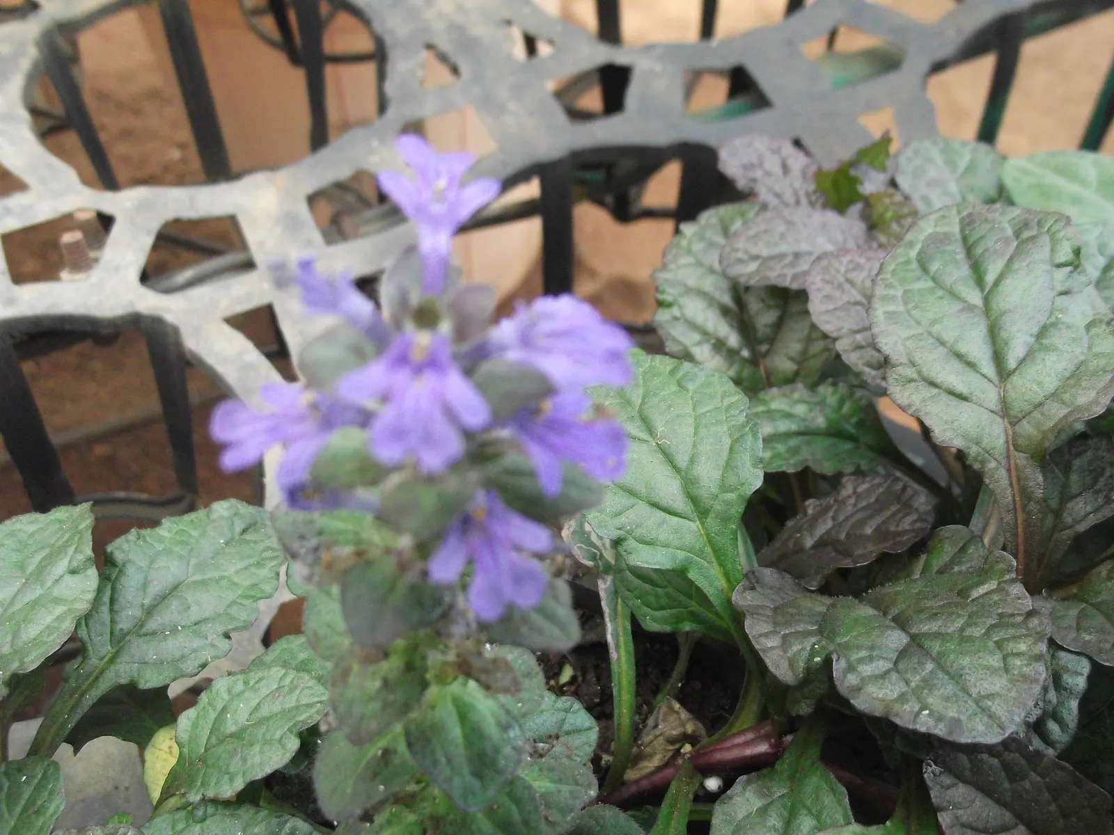 Bronze Bugleweed (Ajuga Reptans 'Bronze') — Ideal for underplanting and erosion control
