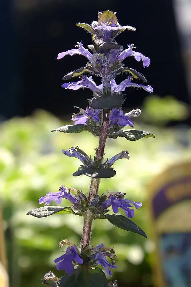 Bronze Bugleweed (Ajuga Reptans 'Bronze') — Thriving in USDA zones 3-9
