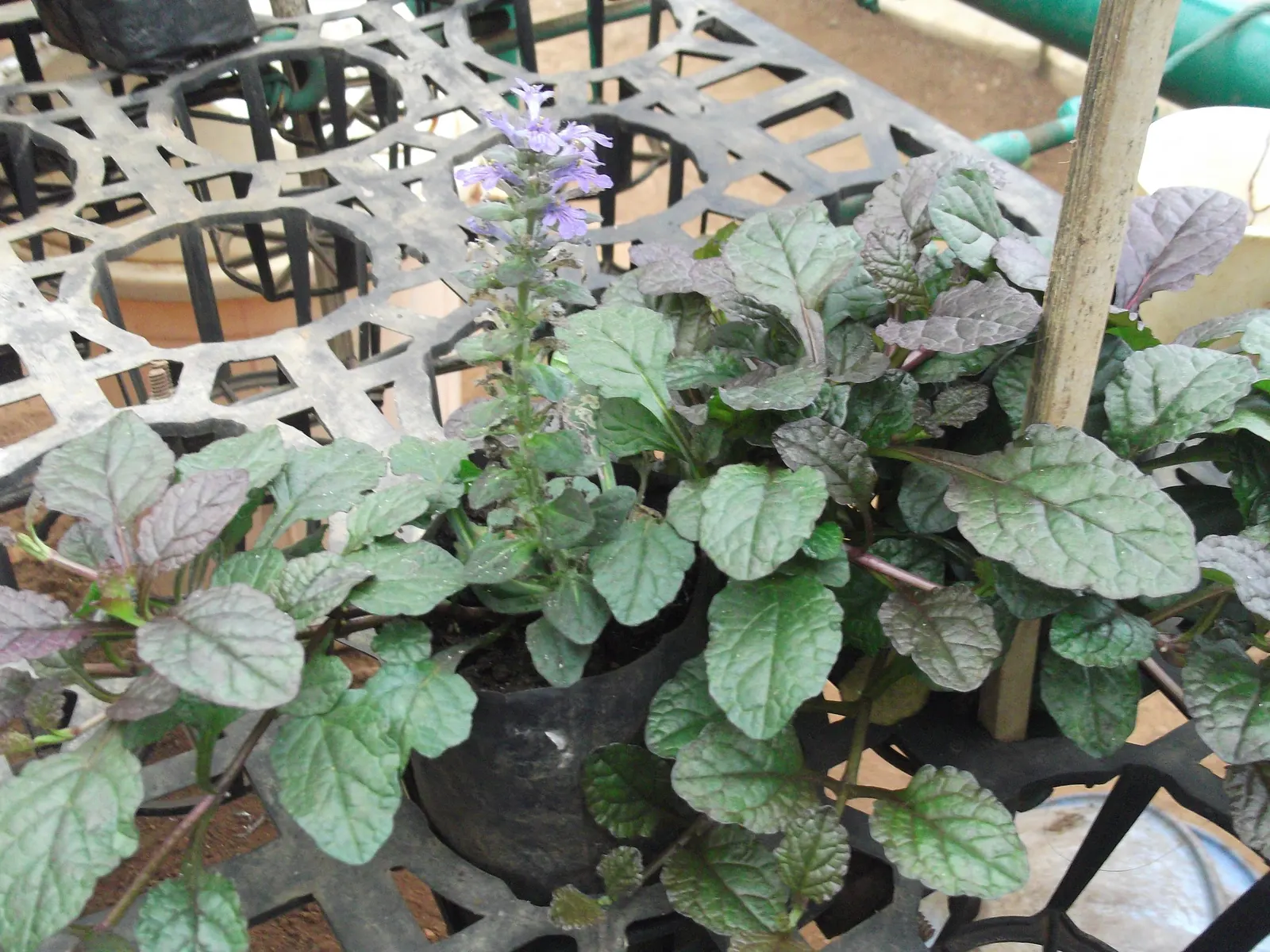 Bronze Bugleweed (Ajuga Reptans 'Bronze') — This shade-tolerant plant produces striking blue flowers in spring, adding color contrast to any landscape