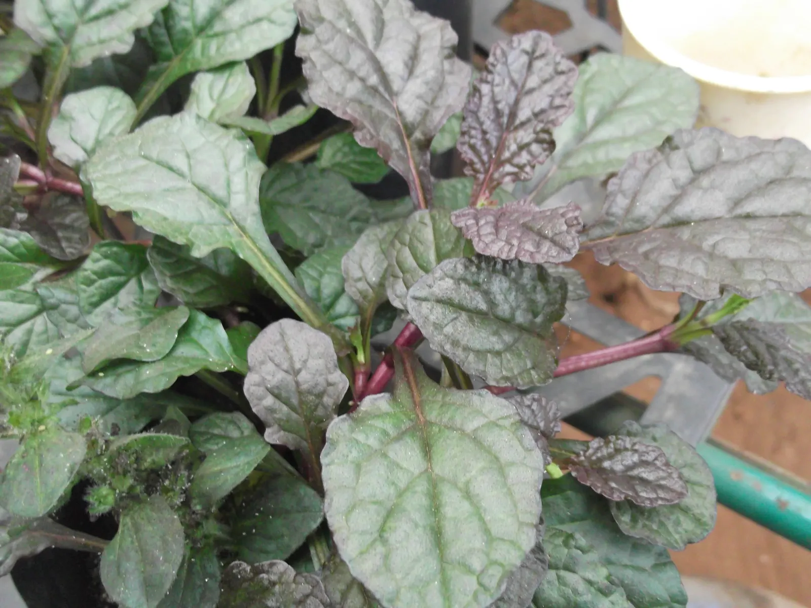 Bronze Bugleweed (Ajuga Reptans 'Bronze') — it spans approximately 6-9 inches in height and spreads up to 24 inches