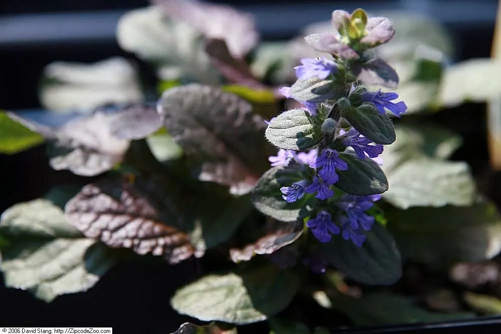 Bronze Bugleweed (Ajuga Reptans 'Bronze') — is a perennial groundcover known for its alluring