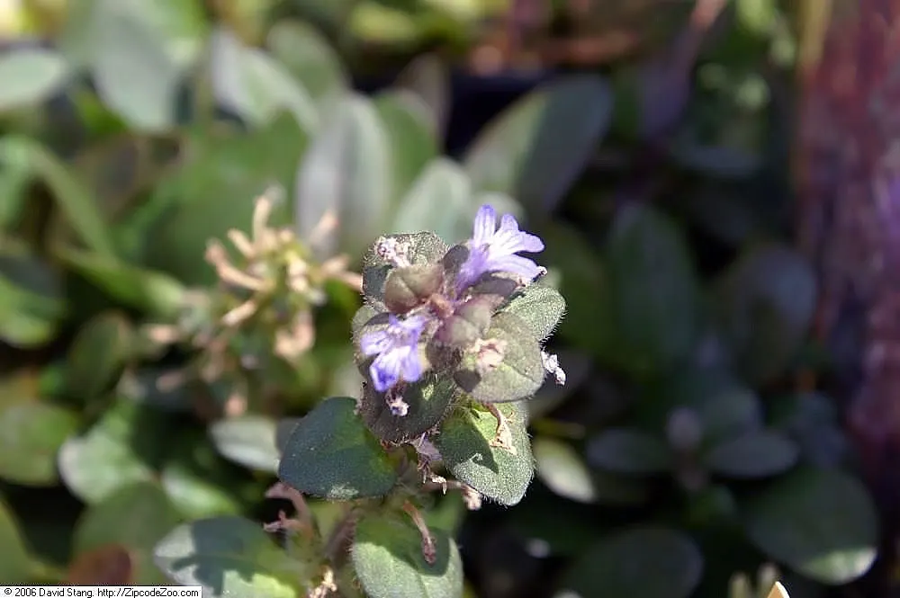 Bronze Bugleweed (Ajuga Reptans 'Bronze') — commonly known as Bronze Bugleweed