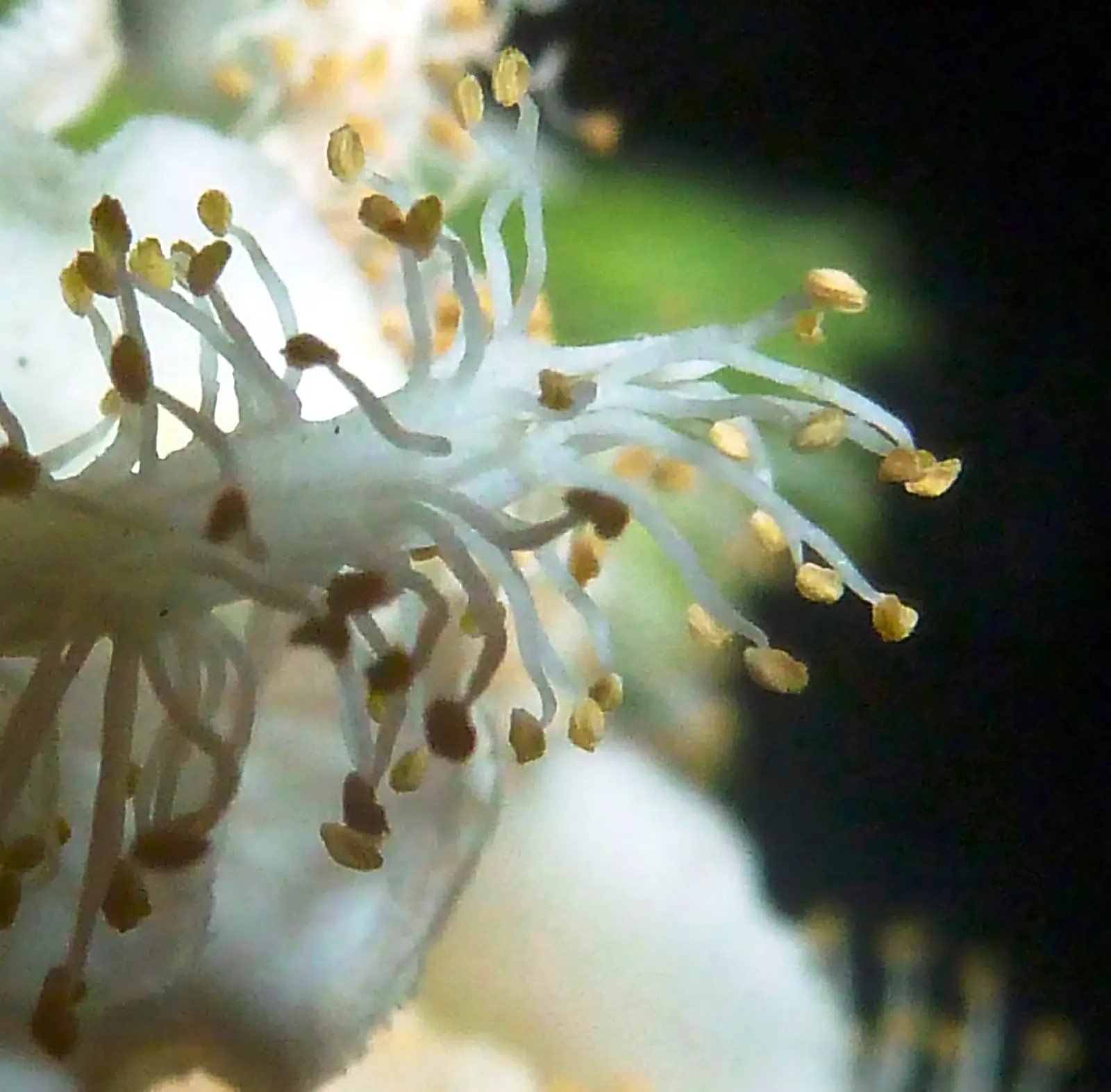 Brisbane Box (Lophostemon Confertus) — reaching a mature height of approximately 30 to 50 feet with a spread of 20 to 30 feet; this adaptability, image 66