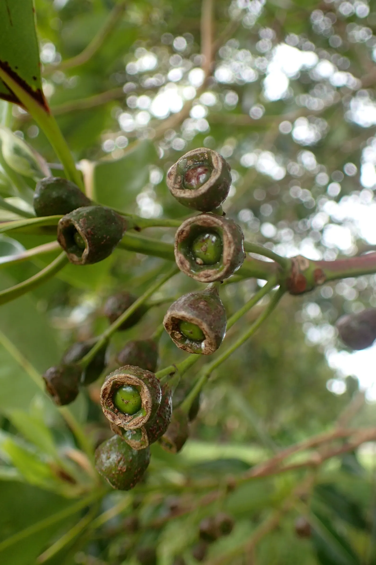 Brisbane Box (Lophostemon Confertus) — reaching a mature height of approximately 30 to 50 feet with a spread of 20 to 30 feet; this adaptability makes it a