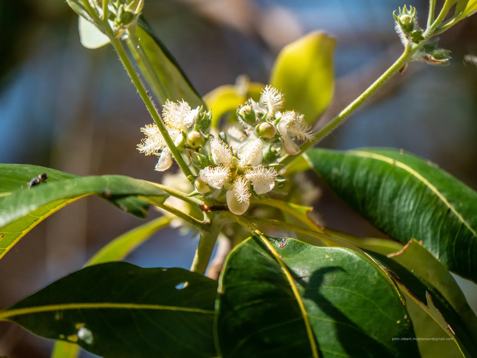 Brisbane Box (Lophostemon Confertus) — Adaptable to various soil types, it thrives in full sun and provides excellent shade; small white flowers, image 61
