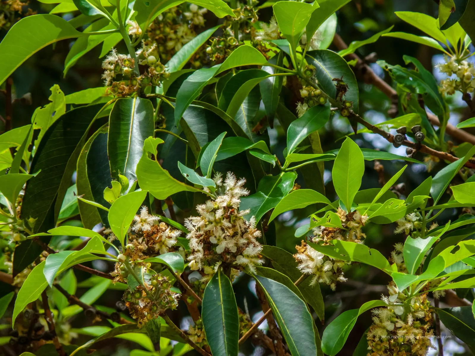Brisbane Box (Lophostemon Confertus) — as well as its ability to withstand drought conditions once established; this adaptability makes it a prime, image 70