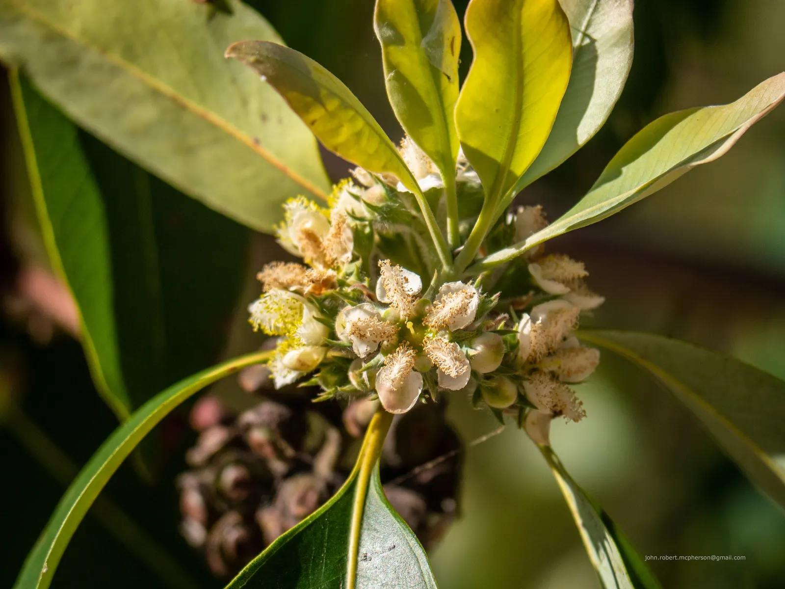 Brisbane Box (Lophostemon Confertus) — To optimize its growth and form; enhancing the sensory experience of any garden, image 79