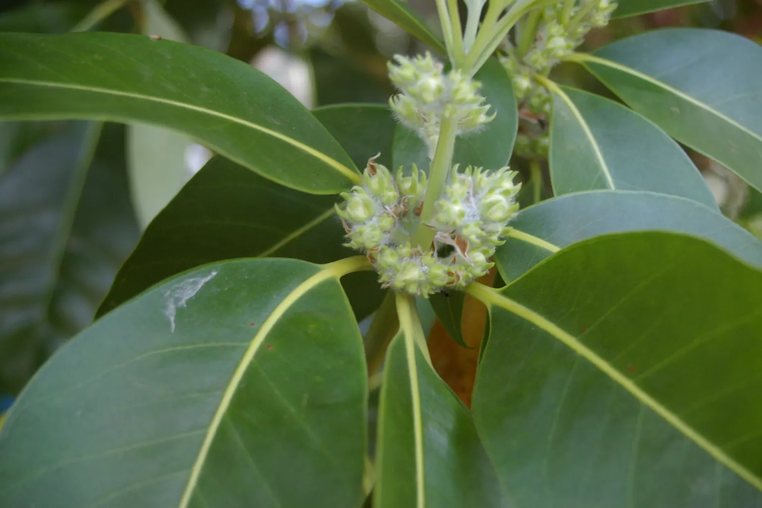 Brisbane Box (Lophostemon Confertus) — providing ample shade with a canopy full of dense; although it can tolerate partial shade, image 68