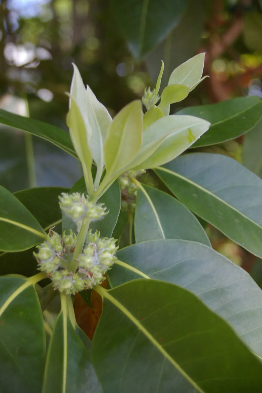 Brisbane Box (Lophostemon Confertus) — enhancing the sensory experience of any garden; this adaptability makes it a prime choice for avenues, image 74