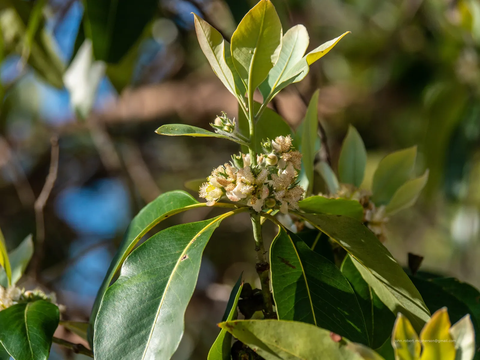 Brisbane Box (Lophostemon Confertus) — making it a low-maintenance option for the busy homeowner; enhancing the sensory experience of any garden, image 71