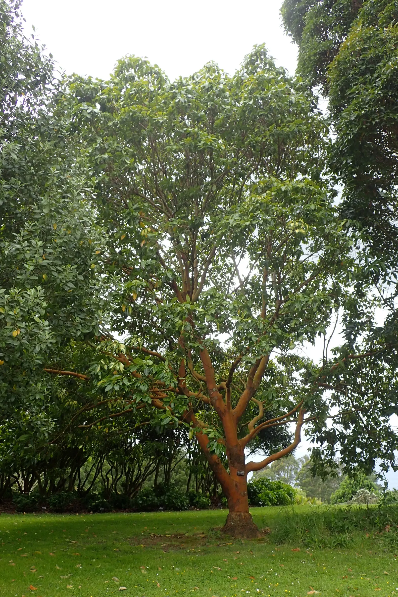Brisbane Box (Lophostemon Confertus) — reaching 30-50 feet tall with a canopy spread of 25-35 feet; this adaptability makes it a prime choice for avenues