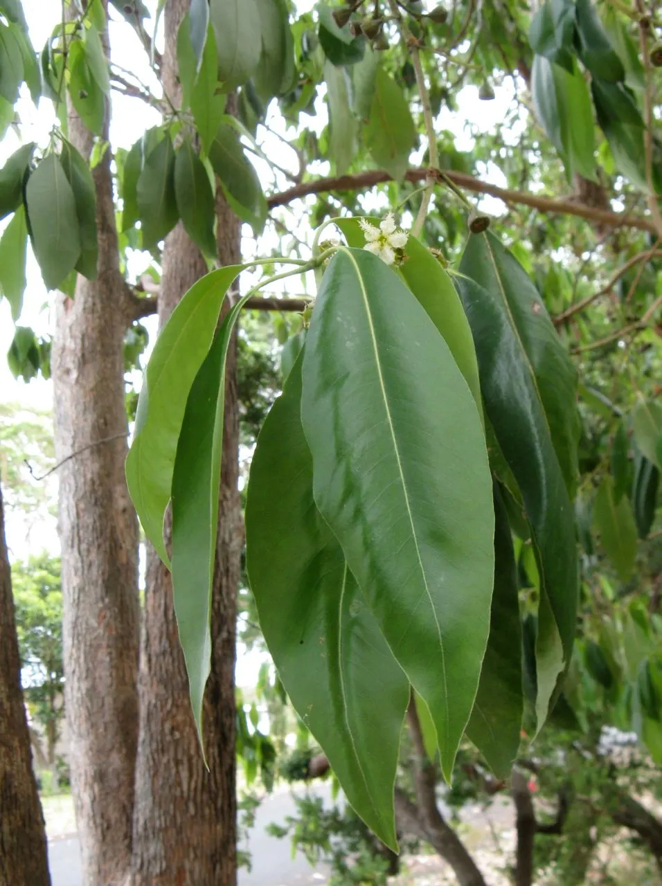 Brisbane Box (Lophostemon Confertus) — To optimize its growth and form