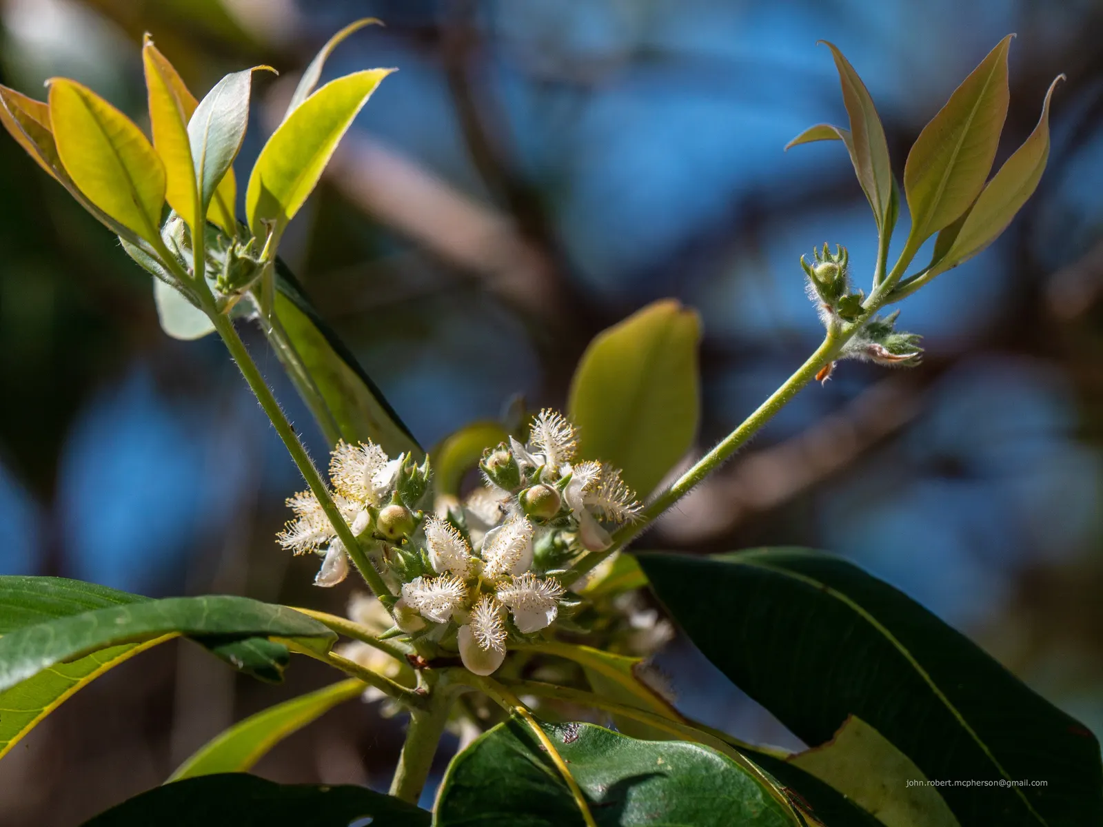 Brisbane Box (Lophostemon Confertus) — tree with white blooms; enhancing the sensory experience of any garden, image 83