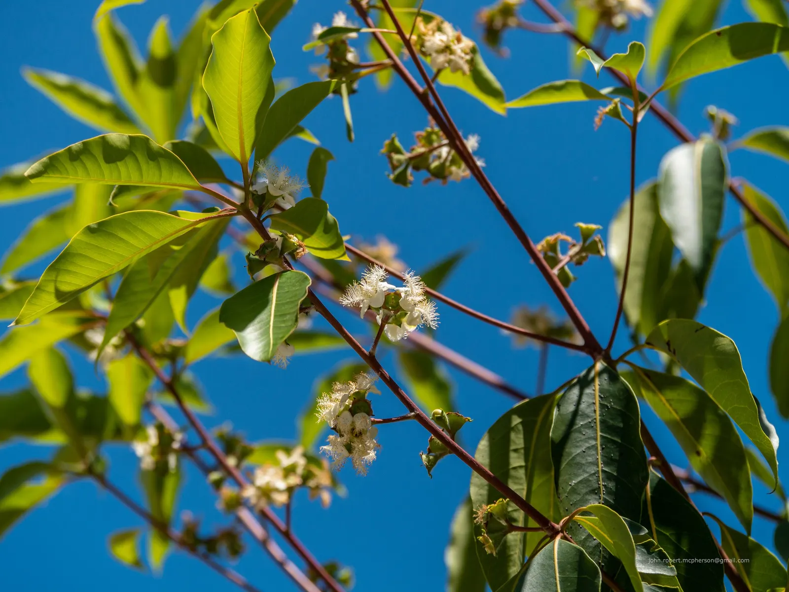 Brisbane Box (Lophostemon Confertus) — glossy green leaves.<br><br>An added benefit of the Brisbane Box is its resistance to pests and diseases, image 69