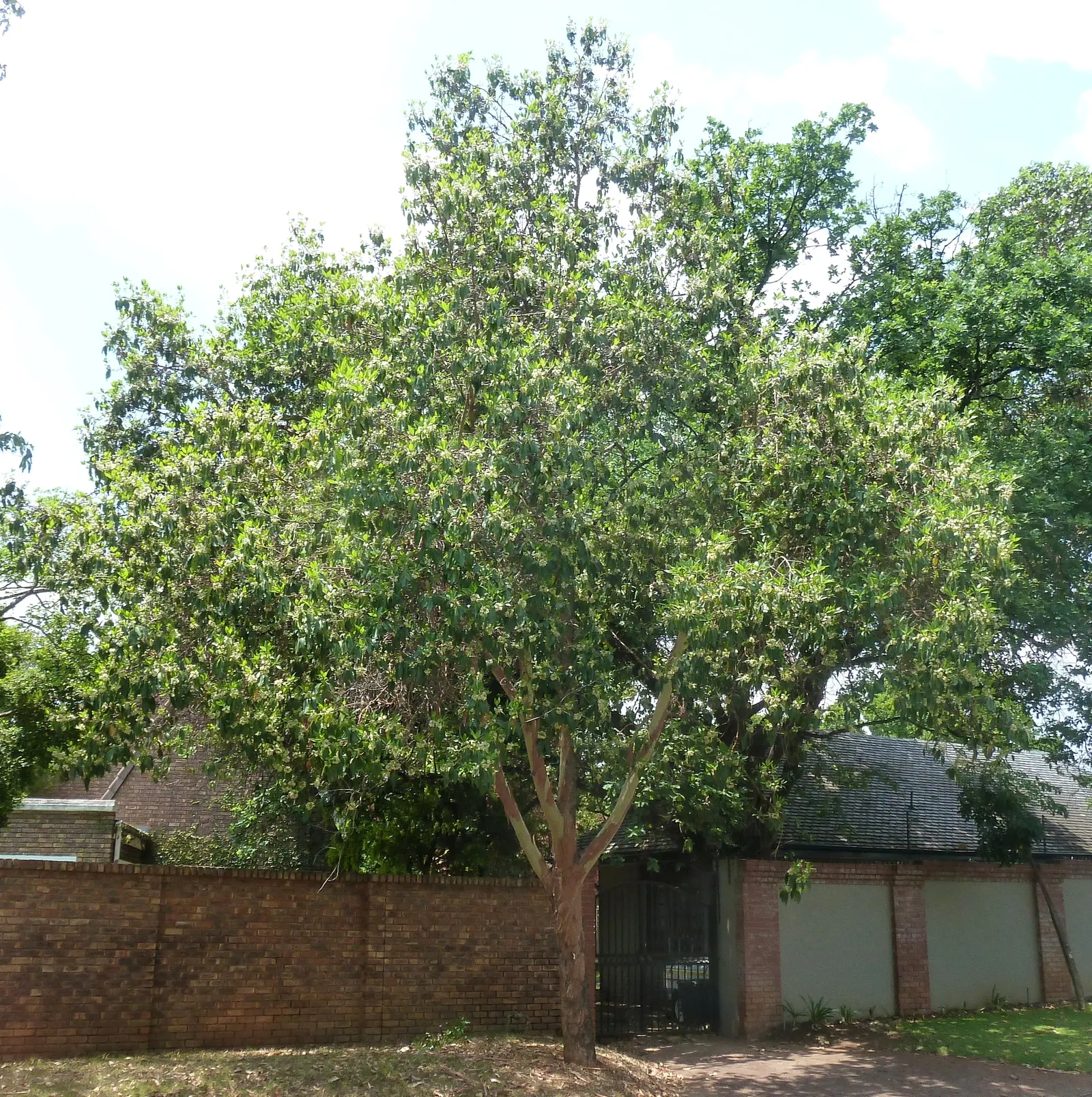 Brisbane Box (Lophostemon Confertus) — although it can tolerate partial shade
