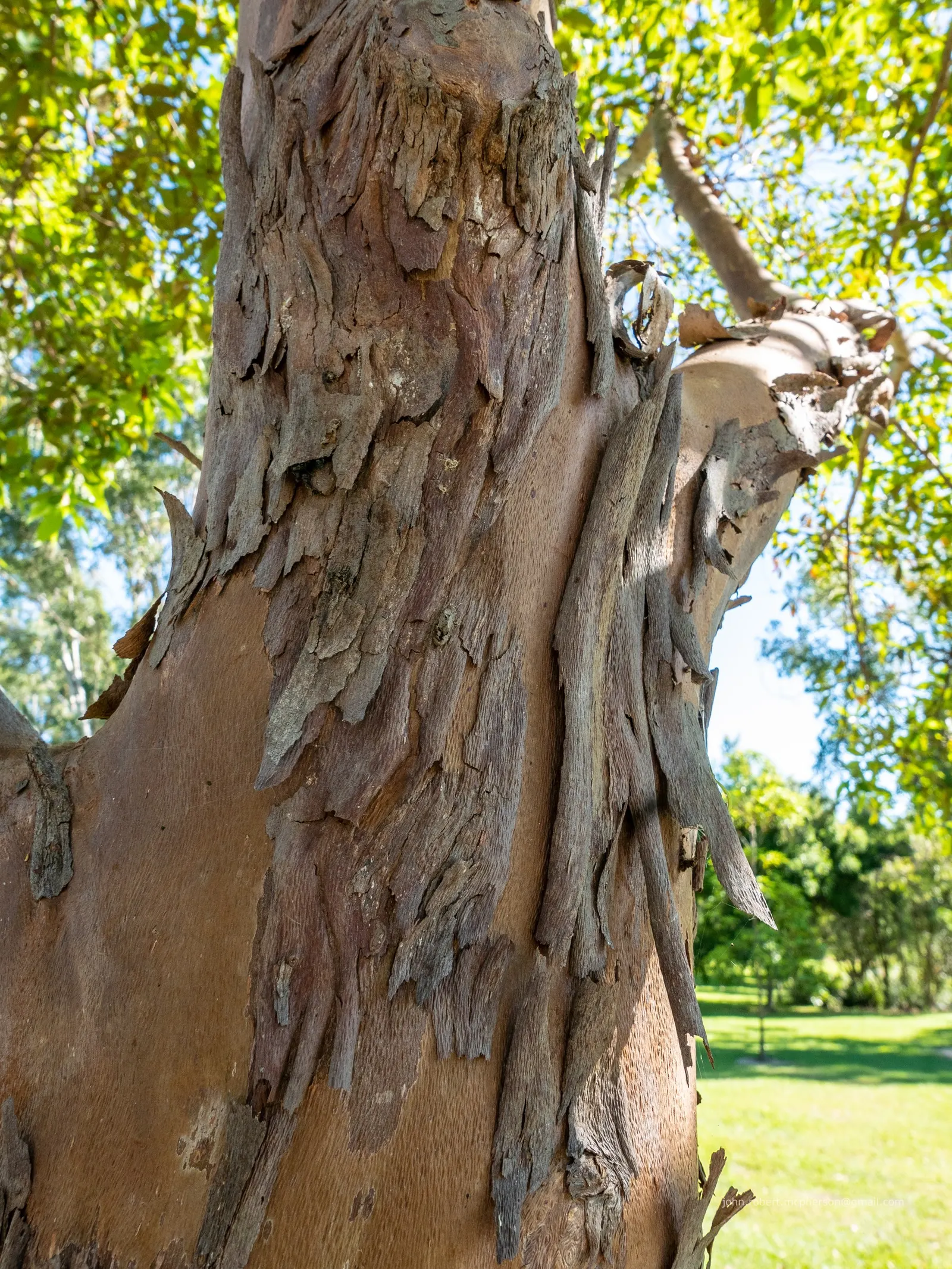 Brisbane Box (Lophostemon Confertus) — commonly referred to as the Brisbane Box; enhancing the sensory experience of any garden, image 63