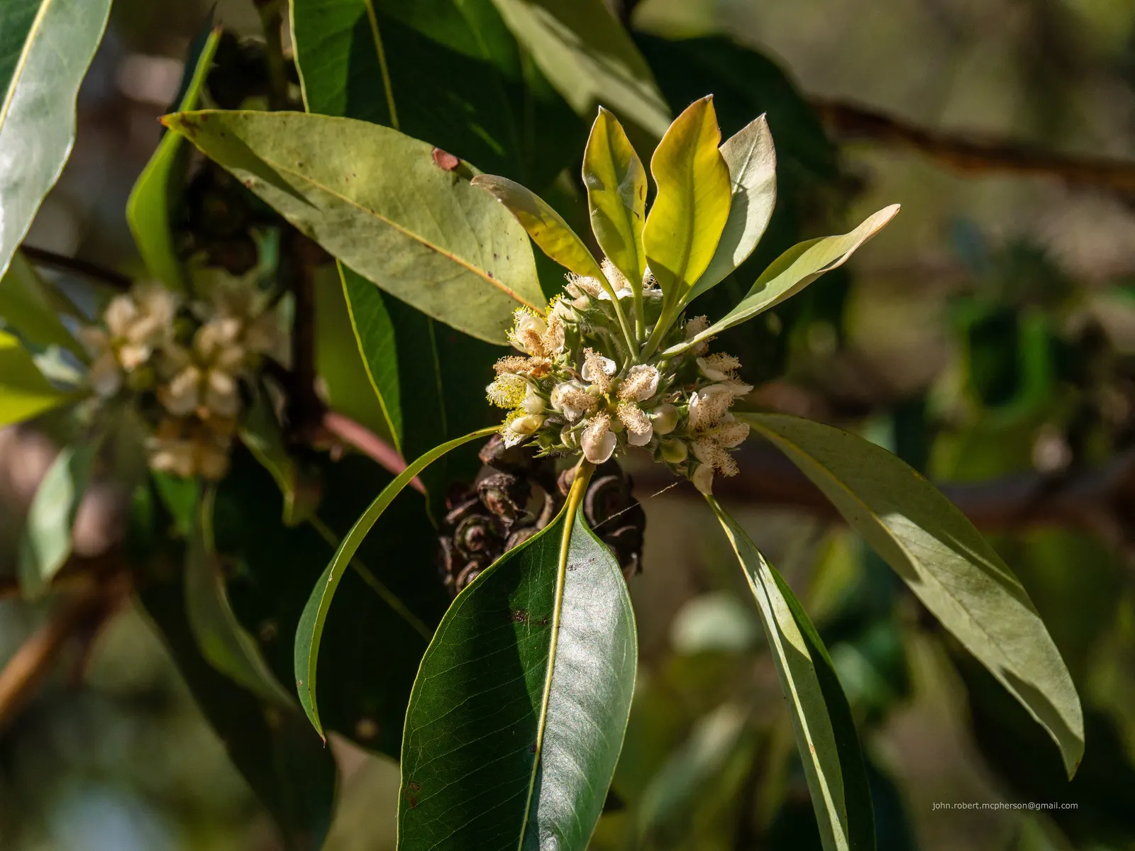 Brisbane Box (Lophostemon Confertus) — brush-like flowers that emit a subtle sweet fragrance; small white flowers bloom in summer, followed by, image 73