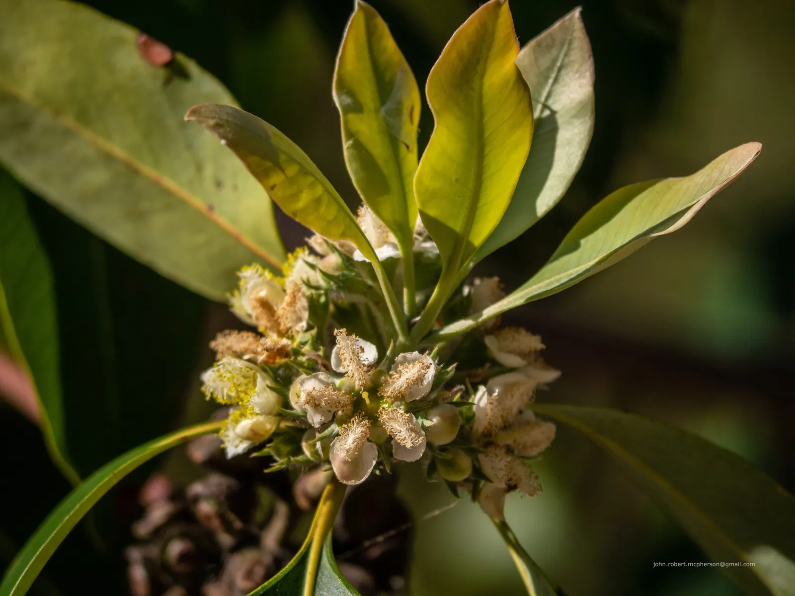 Brisbane Box (Lophostemon Confertus) — This adaptability makes it a prime choice for avenues; enhancing the sensory experience of any garden, image 67
