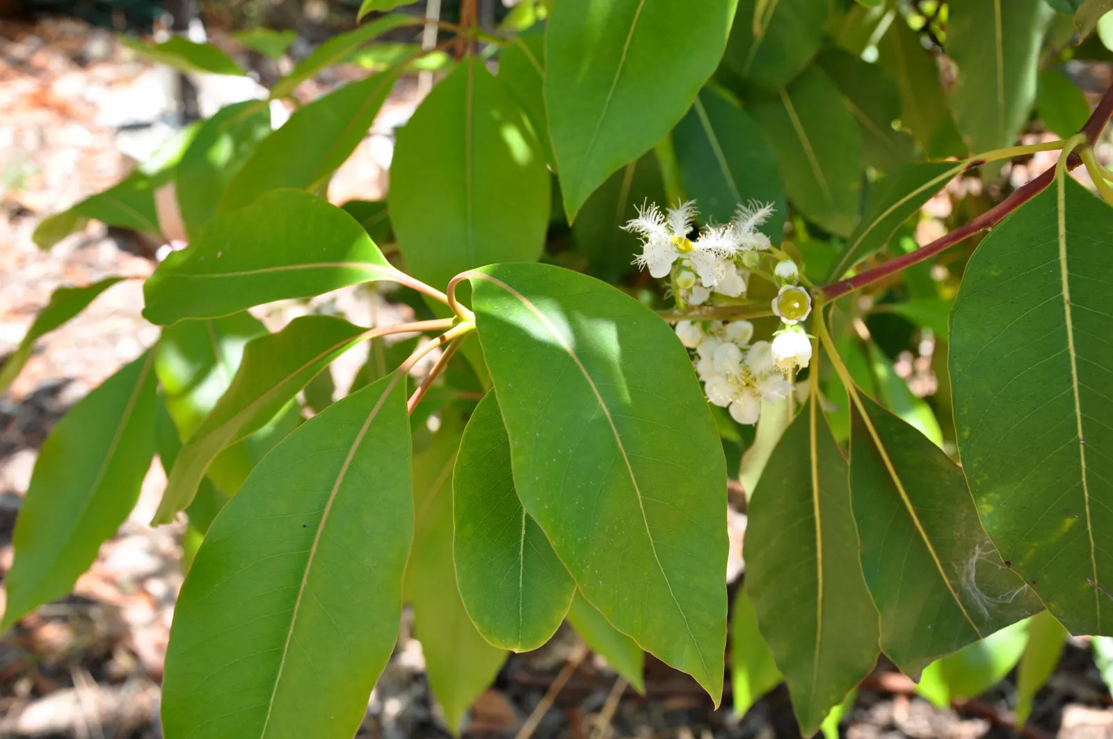 Brisbane Box (Lophostemon Confertus) — It thrives in USDA Hardiness Zones 9-11 and favors well-draining soil