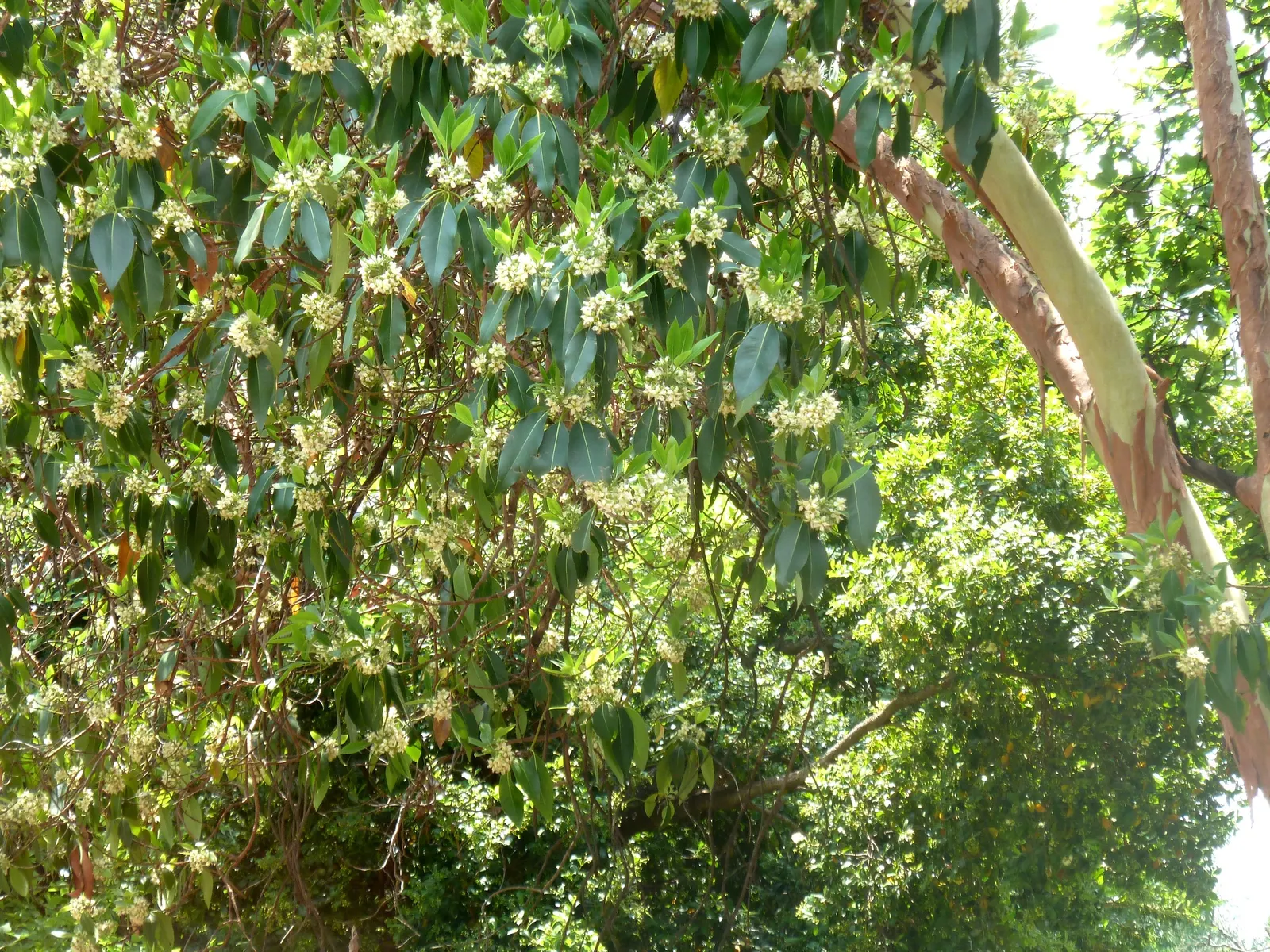 Brisbane Box (Lophostemon Confertus) — white flowers in the garden