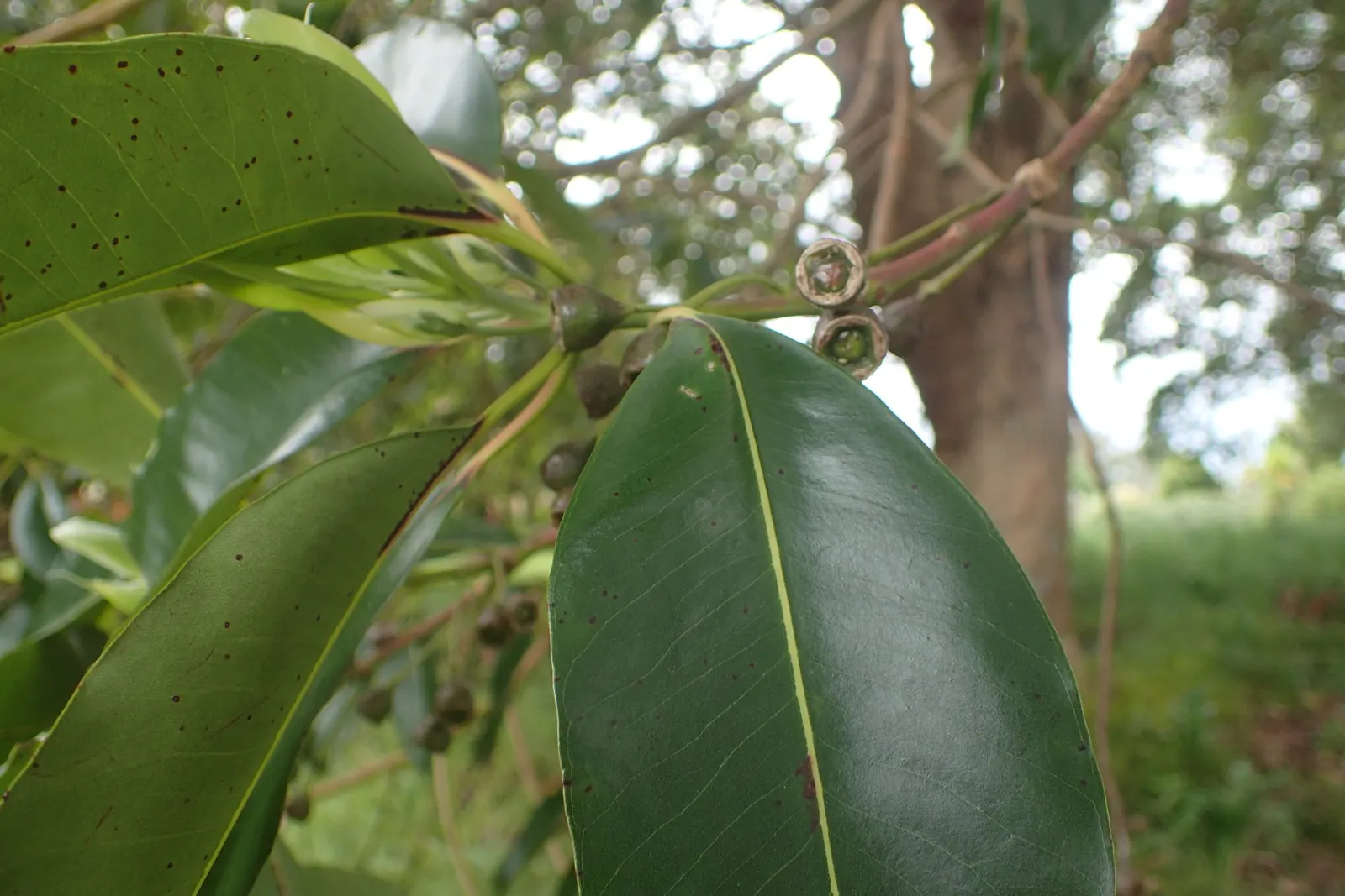 Brisbane Box (Lophostemon Confertus) — brush-like flowers that emit a subtle sweet fragrance; small white flowers bloom in summer, followed by non-messy